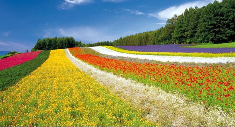 易起飞~浪漫北海道~花现富良野diy体验趣.可爱萌企鹅.