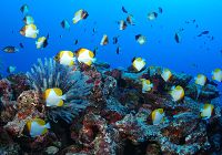 【度假加購物】關島‧旅遊計畫優惠票6日(華航/每周日)