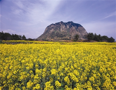 【韓國濟州│機加酒5日】濟州西歸浦JS酒店自由行(德威航空)