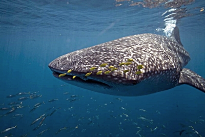 【宿霧】與鯨鯊共舞精彩5日~尋找沙丁魚、追海豚、與鯨鯊共舞、眼鏡猴、巧克力山(長榮)