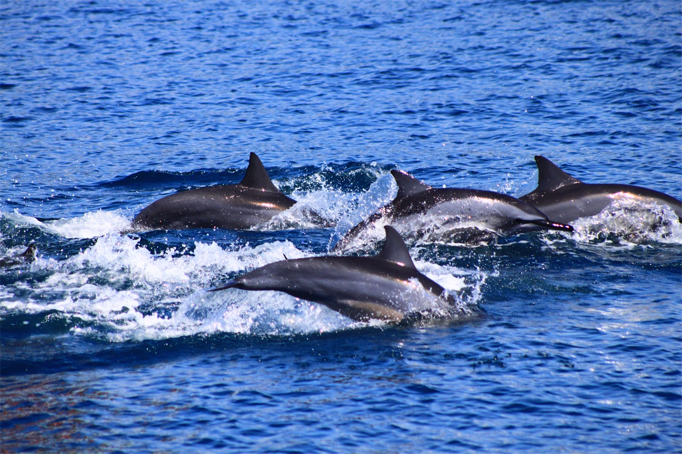【華信假期】花蓮-台中單程