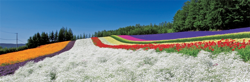 易起飛 浪漫北海道 花現富良野diy體驗趣 可愛萌企鵝 螃蟹美食溫泉5日 千千 易飛網國外旅遊