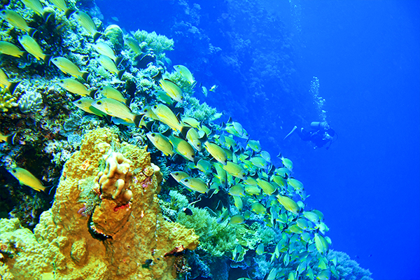 【樂GO帛琉5日】愛在老爺．濃情蜜意.海底花園探秘二次出海&無毒水母湖+老爺酒店豪華海景房+曼達菈頂...