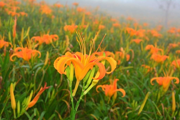 限定賞花季+理想大地｜船上觀星、六十石山金針花海✽忘憂亭✽小瑞士農場、瑞穗牧場