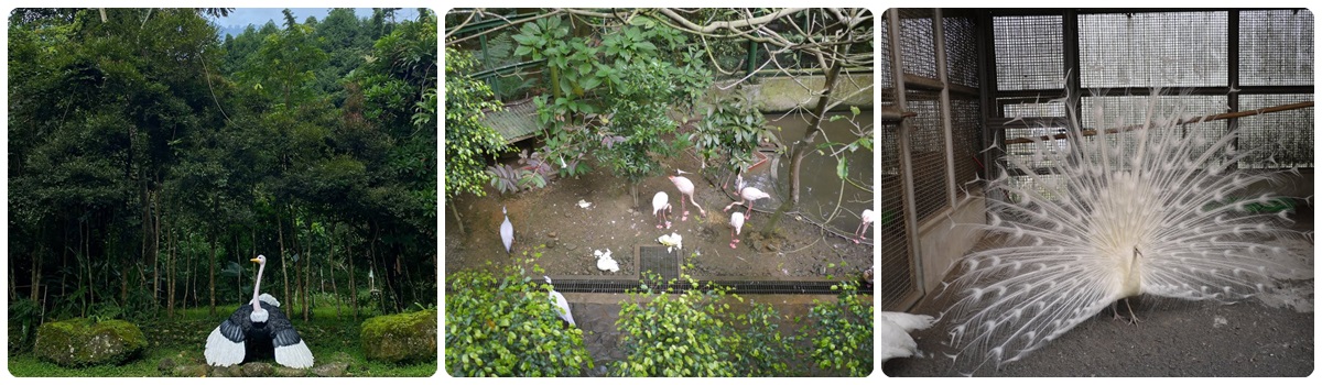 鳳凰谷鳥園