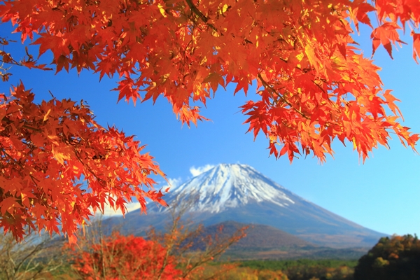 楓紅杏光東京秋日湯旅4日| 河口湖紅葉迴廊、八尾山散策、金黃璀璨銀杏大道、富士山全景纜車、御殿場購物