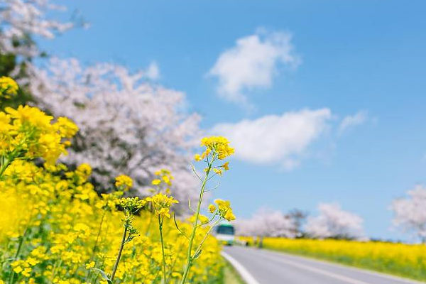 【台虎易起飛．濟州櫻情邀約4日】長田里櫻花隧道、最美鹿山路櫻花油菜花、海上噴射快艇、浪漫鐵道自行車、...