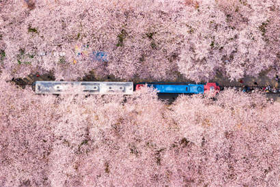 【真航易起飛．韓國最美鎮海櫻花4日】金海鐵道自行車、伽倻主題公園、甘川洞文化村、五六島天空步道、汗蒸...
