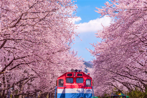 【Aero K易起飛．韓國最美鎮海櫻花5日】不進人蔘保肝、E WORD星光櫻花節、河中島油菜花田、隱...