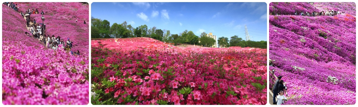 軍浦山躑躅公園