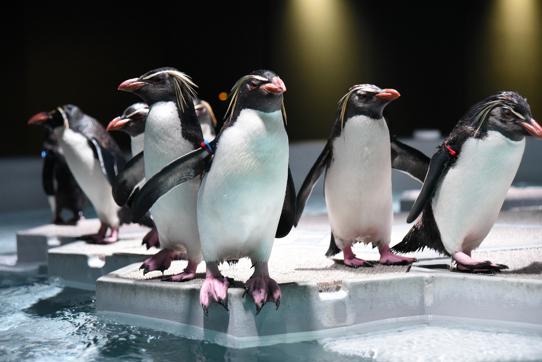 激安北海道伴自助5日 |雙主題(AOAO企鵝水族館、伊達忍者巡禮)、百選羊蹄京極町名水公園、美拍蝦夷富士、一日自由活動