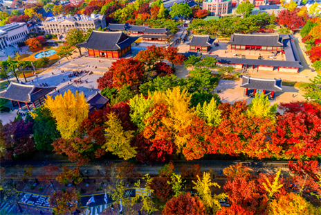 【台虎易起飛．首爾最美楓紅5日】北漢山火紅楓葉、德壽宮最美石牆路、夢想公園黛子草花田、龍門寺千年銀杏...