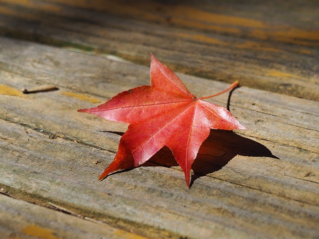 超值楓葉北海道5日【特惠不二價】|遇見賞楓、伊達忍者村、AOAO企鵝水族館、泡溫泉