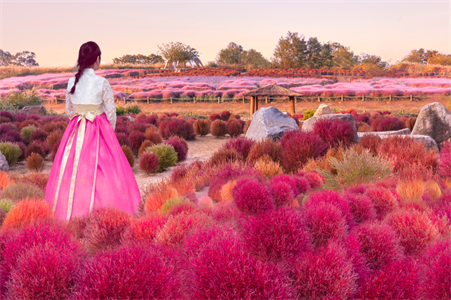 【韓亞易起飛．逍遙韓國賞楓趣｜K美食慶典5日】不進蔘肝、NARI亂子草、紅葉京畿小金剛、天空公園紫芒...