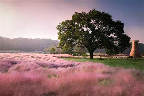 【真航易起飛．楓采釜慶邱三城5日】不進保肝、十大賞楓名所、瞻星臺粉紅黛子草、甘川洞彩繪村、彩色膠囊列...