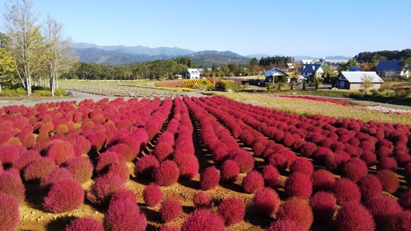 星動北陸秋楓溫泉5日 | 立山秋楓、採果樂、絕美上高地、夢幻火紅波波草、飛騨牛、蝦餅DIY(星宇名古屋進出)