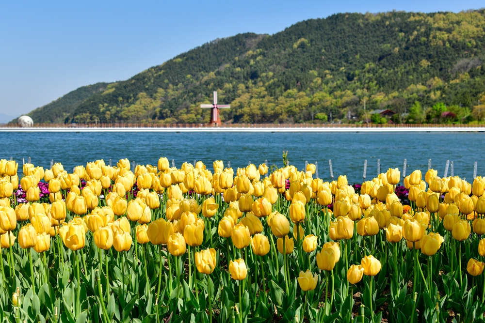 【韓國神秘機票】大邱〔早去晚回〕4日計畫票（含稅＋20公斤行李托運＋贈四日網卡 ）