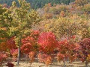 景觀