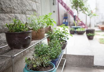 Courtyard